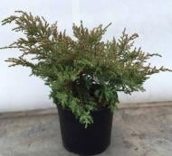 Растение Можжевельник средний / Juniperus pfitzeriana Compacta С7.5 D 30-40