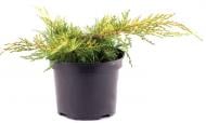 Рослина Ялівець середній / Juniperus pfitzeriana Old Gold С7.5 D 30-40