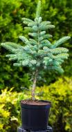 Растение Ель колючая Picea pungens Super Blue (SBS) С2 Н20-30