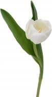 Тюльпан White Marvel одноголова класична білий (Нідерланди)