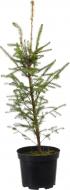 Растение ель обыкновенная Picea abies С3 С5