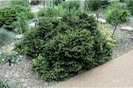 Ель Ель Пумила Глаука С5 D20-30(укр)