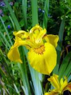 Растение Ирис водное растение d19/h10