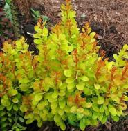 Растение Барбарис/ Berberis thunbergii Golden Carpet С3, D 20-25