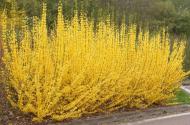 Растение Форзиция/Forsythia int. Minigold С2, H 20-40