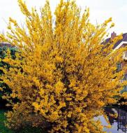 Растение Форзиция/Forsythia int. Spectabilis С2, H 20-40