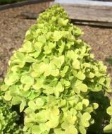 Растение Гортензия/Hydrangea paniculata Mojito С3, H 40-60