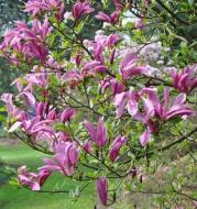 Растение Магнолия/ Magnolia Ricki С3, H 40-60