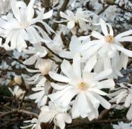 Растение Магнолия/ Magnolia stellata Royal Star С3, H 40-60