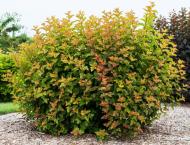 Растение Пузыреплодник/ Physocarpus opulifolius Jubile С2, H 30-40
