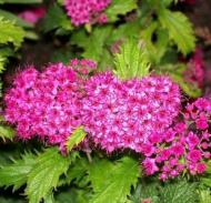 Растение Спирея/ Spiraea japonica Crispa С2, D 10-15