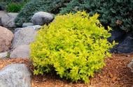 Растение Спирея/ Spiraea japonica Goldmound С2, D 10-15