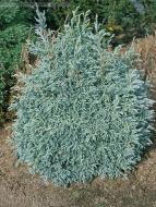 Растение Кипарисовик/ Chamaecyparis pisifera Beby Blue PRB С3, D 20-30