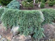 Растение Можжевельник горизонтальный/ Juniperus horizontalis Pancake С3, D 25-35