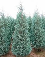 Рослина Ялівець лускатий/ Juniperus scopulorum Moonglow С3, H 20-30