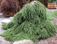 Растение Ель/ Picea abies Formanek С5, D 20-30