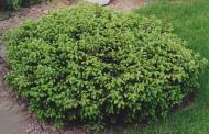 Растение Ель/ Picea abies Procumbens С5, D 20-30