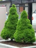 Растение Ель канадская/ Picea glauca Conica С5, H 30-40