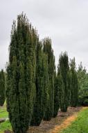 Растение Тис/ Taxus baccata Fastigiate С3, Н.15-20