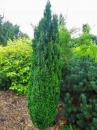 Растение Туя/ Thuja occidentalis Brobek`s Tower С3, Н15-25
