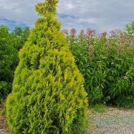 Растение Туя/ Thuja occidentalis Malonyana Aurea С3, Н20-30