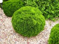 Растение Туя/ Thuja occidentalis Woodwardii С3, D20-30