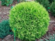 Растение Туя/ Thuja plicata Morgan С3, Н20-30