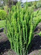 Растение Барбарис тунберга Эректа/Berberis thunb. 'Erecta' С2