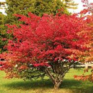 Растение Бересклет европейский / Euonymus europaeus С7.5/10 /Н 130-160