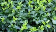 Растение Бересклет форчуна 'Hort's Blaze'/Euonymus fort. 'Hort's Blaze' С3/Н 20-30