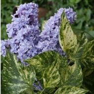 Растение Сирень обычная "Аукубофолиа" / Syringa vulgaris Aucubaefolia С3/Н 30-40