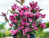 Растение Вейгела цветущая Виктория / Weigela florida Victoria С7.5-10/ Н100-120