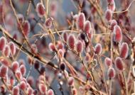 Растение Ива тонкоствольная Маунт Асо'/Salix gracilistyla 'Mount Aso' C3/C5/H 100