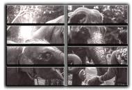 Картина модульная Слоны и погонщик 254x178 см Hotel Arizona HD C-8 HUGE-V ELEPHANTS-70x100-CEPI