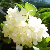 Растение Гортензия метельчатая Уайт Леди / Hydrangea pan. 'White Lady' С7.5 /Н100-120