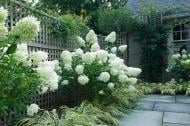 Растение Гортензия метельчатая Лаймлайт / HYDRANGEA paniculata Limelight С7.5/С10/Н 60-80