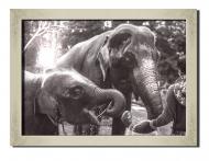 Картина Слоны и погонщик 41x31 см Hotel Arizona HD P-1 SILVER FR-V ELEPHANTS-12x16-