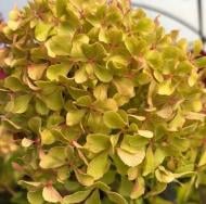 Растение Гортензия метельчатая Романтик Айс /HYDRANGEA PANICULATA Romantic Ace С7,5