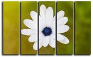 Картина модульная Прекрасный цветок 140x89 см Hotel Arizona HD C-5-BLOSSOM-35x55-OTHER