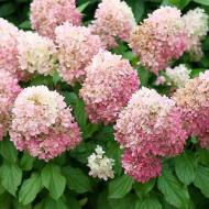 Растение Гортензия метельчатая Тач оф Пинк / Hydrangea paniculata Touch of Pink С3/Н30-40