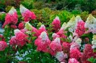 Растение Гортензия метельчатая Фрайс Мельба/Hydrangea paniculata FRAISE MELBA 'RENBA'
