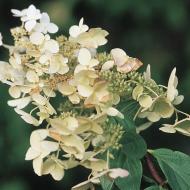 Растение Гортензия метельчатая Юник / Hydrangea pan. 'Unique' С2-3/Н80-100