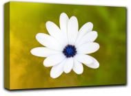 Картина Прекрасный цветок 127x84 см Hotel Arizona HD C-1-BLOSSOM-33x50-OTHER