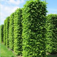 Растение Граб обыкновенный/ Carpinus betulus С7.5/Н 140-160