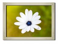 Картина Прекрасный цветок 41x31 см Hotel Arizona HD P-1 SILVER FR-BLOSSOM-12x16-OTHE