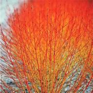 Рослина Дерен криваво-червоний Мідвінтер Фаєр /CORNUS sanguinea Midwinter fire С3,С4,С5 /Н 80-100