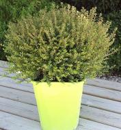 Растение Жимолость блестящая нитида Пенмин/LONICERA nitida Panmin С2/Н20-30