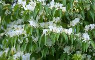 Растение Жимолость Мааки/Lonicera maackii С3/Н 40-50
