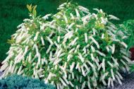 Растение Итея виргинская / Itea virginica С3/Н 30-40