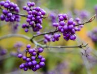 Растение Каликарпа бодиньера Джиральди/Callicarpa bodinieri 'Giraldii' С3/Н 60-80
